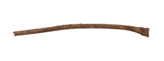 Tree branch or stick isolated on a transparent background, Rustic wood branch, Tree stick isolated on white background.