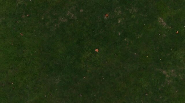 Autumn leaves on the grass