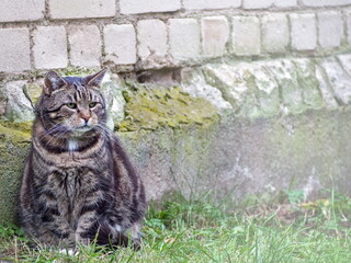 Tabby cat sitting outdoors near old house - A portrait of a domestic grey tabby cat sitting in the grass