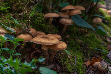 Mushrooms growing on a mossy forest floor.