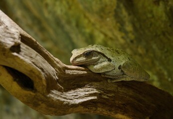 frog on a stone