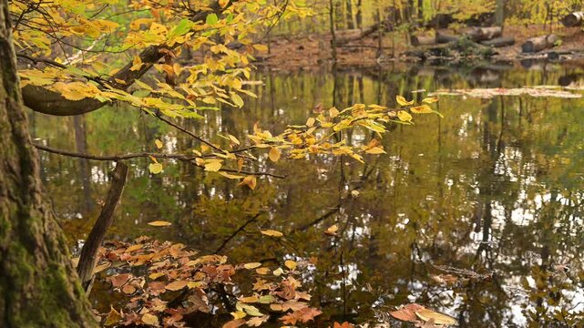 High-quality background video showing intense wind making golden leaves flutter and fall onto a rippling water surface. Perfect for YouTube backgrounds, meditation apps, and seasonal overlays.