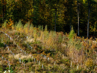 Wiederaufforstung im herbstlichen Mischwald
