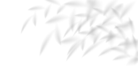 Bamboo leaf blur shadow, gobo bg overlay. Plant cast shade on light room wall. Tropic delicate branch, transparent summer png. 3d natural interior, sunlight silhouette texture, floral bokeh effect