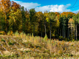 Wiederaufforstung im herbstlichen Mischwald