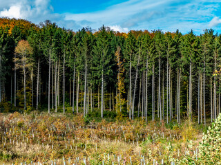 Wiederaufforstung im herbstlichen Mischwald
