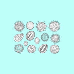 Organ Systems in the Human Body: Types, Parts, and Functions