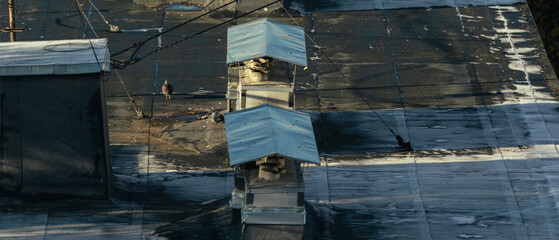 Close-up view of metal ventilation shafts and pigeons on aged flat rooftop of urban building with sunlight and shadow patterns.