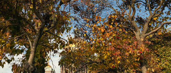 Golden dome of St Isaac’s Cathedral partially hidden behind colorful autumn trees with yellow and red leaves under blue sky.