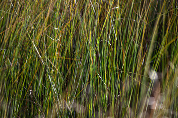 Nordic Reeds