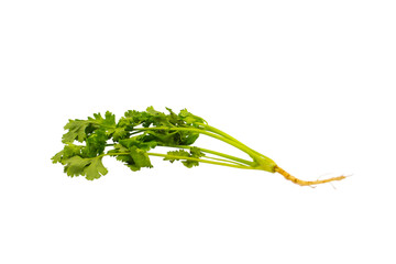 Fresh Coriander with Root isolated on Transparent Background , PNG