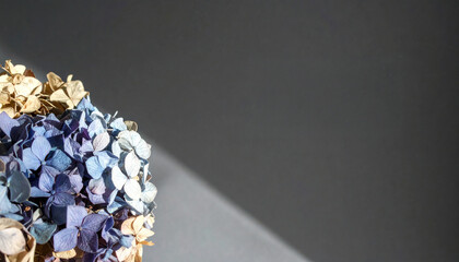 光と影に浮かぶドライアジサイとグレー背景のミニマルアート構図