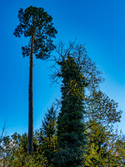 Herbstlicher Mischwald