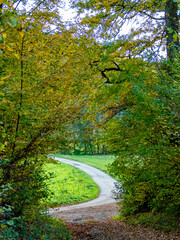 Herbstlicher Mischwald