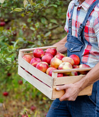 Close-up farmer worker holding apple while picking fresh ripe fruit in orchard during autumn harvest. Harvest time. © liubovsolo