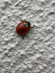 Close-up of a seven-spot ladybird (Coccinella septempunctata) on a textured white wall. Symbol of good luck and natural pest control in gardens.