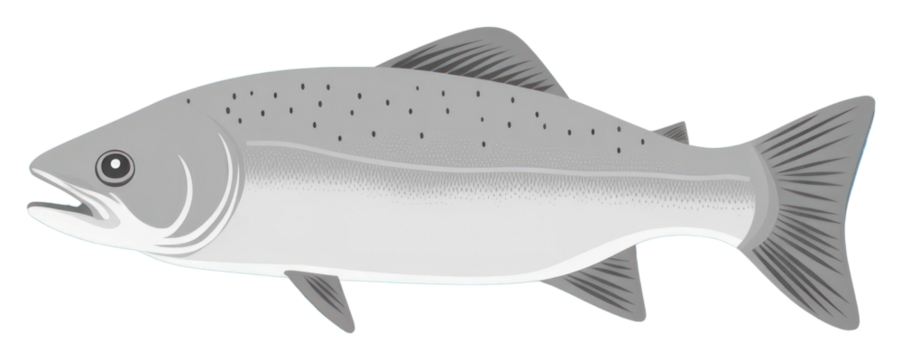 PNG Salmon fish animal trout underwater.