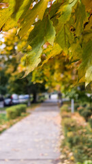 Naklejka premium autumn in the park