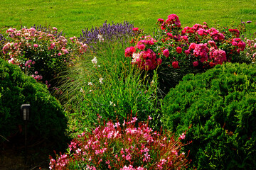 rózowe róże i różowa gaura w ogrodzie, kwitnaca róża i gaura z iglakami na rabacie kwiatowej, Rosa, Gaura lindheimeri, Gaura Lindheimera, thuja, designer garden, pink roses and pink gaura in garden © kateej