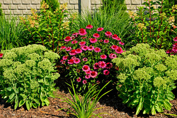 Jeżówka purpurowa, rozchodnik okazały, rozplenica japońska i hortensja bukietowa na rabacie, rozchodnikowiec, Echinacea purpurea, Hylotelephium spectabile or Sedum spectabile, Hydrangea paniculata,  © kateej