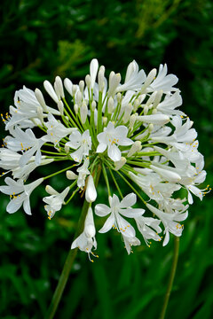 biały kwiat agapant afrykański, baldasznik, lilia afrykańska, Agapanthus africanus, biały  agapant, white agapanthus flower blooming in garden
