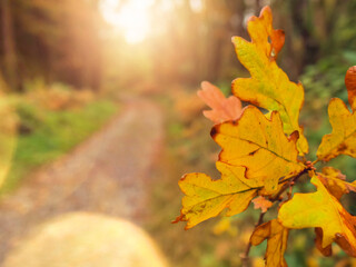 Golden autumn spirit. Yellow and orange color oak leaf in focus, forest park with sun glow out of focus in the background. Soft and dreamy nature scene with calm and relaxed mood.