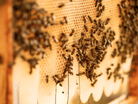 Beekeepers examine wooden honeycomb frame by a bee hive. Warm sunny day. Selective focus. Popular hobby and job. Production of fine organic honey and sub products. Agriculture industry. - Powered by Adobe