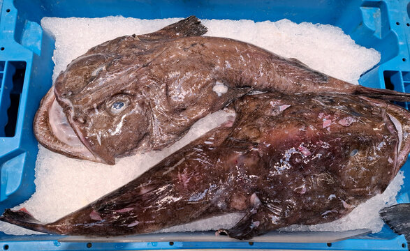 Fresh monkfish chilled on ice at a supermarket display for customers to choose from
