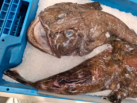 Monkfish displayed on ice in supermarket seafood section, fresh and ready for purchase by customers
