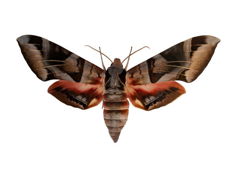 A hawk moth Eumorpha typhon exhibits its striking wings with bold colors and unique patterns. It rests quietly, showcasing its detailed structure against a light backdrop.