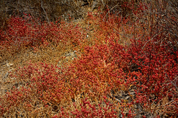 przypołudnik kryształkowy rosnący obok słonego jeziora w Hiszpanii, lodowa roślina, "ice plant”, Mesembryanthemum crystallinum, Barrilla, crystalline ice plant in nature habitat © kateej