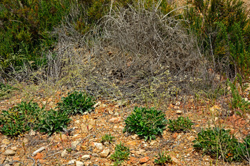 zatrwian słonolubny rosnący na brzegu słonego jeziora w Hiszpani, Limonium cossonianum, halofity, słonorośla, rośliny słonolubne, rośliny solniskowe, rośliny halofilne, halophytic plants in nature  © kateej