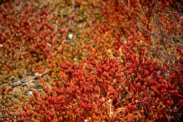 przypołudnik kryształkowy rosnący obok słonego jeziora w Hiszpanii, lodowa roślina, "ice plant”, Mesembryanthemum crystallinum, Barrilla, crystalline ice plant in nature habitat © kateej