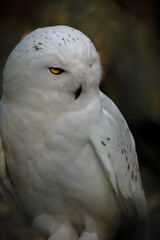 snowy owl portrait