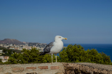 seagull on the pier
