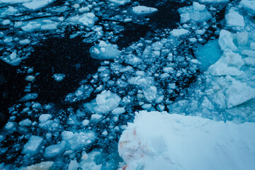 Close-up view of blue icebergs floating on turquoise waters of Lago Argentino, Patagonia, Argentina. The vivid ice textures contrast with the calm lake and the natural greenery in the foreground.