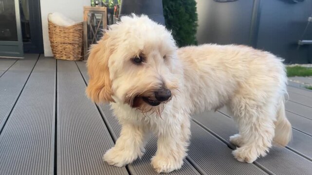Full shot of a fluffy Maltipoo puppy standing on a gray composite deck, then sniffing and pawing at the ground in a modern, landscaped backyard garden.