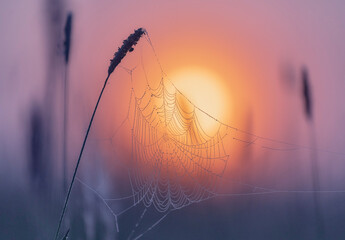 sun in grass, in  cobweb with dewdrops at sunset