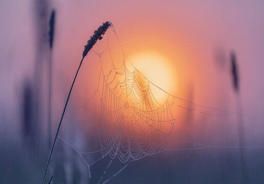 sun in grass, in  cobweb with dewdrops at sunset