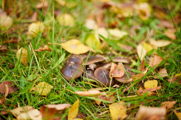 Children enjoy autumn in the park