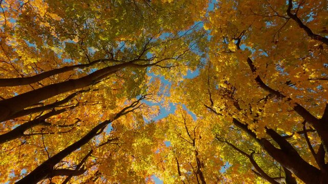 Seamless loop view looking up at autumn trees background with vibrant yellow and green leaves against a blue sky - Powered by Adobe