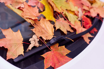 Kids playing in the park during autumn