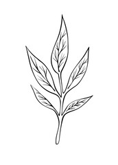 Leaves on a branch as a design element. Line art. Digital Vector illustration. Hand drawn pattern. Ink drawing. Isolated on white background. 