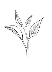 Leaves on a branch as a design element. Line art. Digital Vector illustration. Hand drawn pattern. Ink drawing. Isolated on white background. 