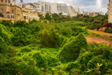 An impassable green valley with dense vegetation and climbing plants between modern European city...