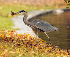 Grey heron, Ardea cinerea walking on the autumn leaves by a pond in Royal Game Reserve, Prague, holding a fish in its beak.