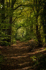 Looking along a pathway through woodland, on a sunny autumn day in Sussex