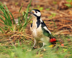 Close-up view of a great spotted woodpecker, Dendrocopos major standing on the ground among grass and pine needles in Royal Game Reserve, Stromovka in Prague.