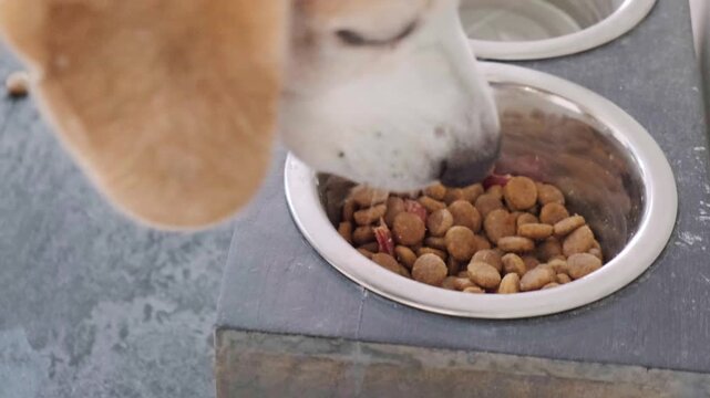 Close-up focus on a Beagle dog eating kibble from one metal bowl, with the Maltipoo puppy's head visible eating from an adjacent bowl. Sharing mealtime and pets.