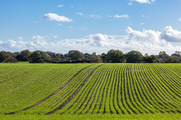 Rows of young crops growing in Sussex, on a sunny October day